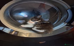 Mixed Breed cats for sale: Beautiful Little Girl Ready Now - Advert 3