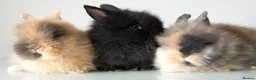 Lionhead rabbits for sale: RTL 17/07 Quality Double-maned Lionhead Rabbits - Advert 3