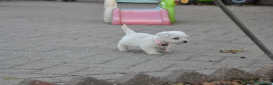West Highland Terrier 7