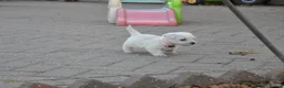 West Highland Terrier dogs for sale: West Highland terrier Puppies - Advert 2