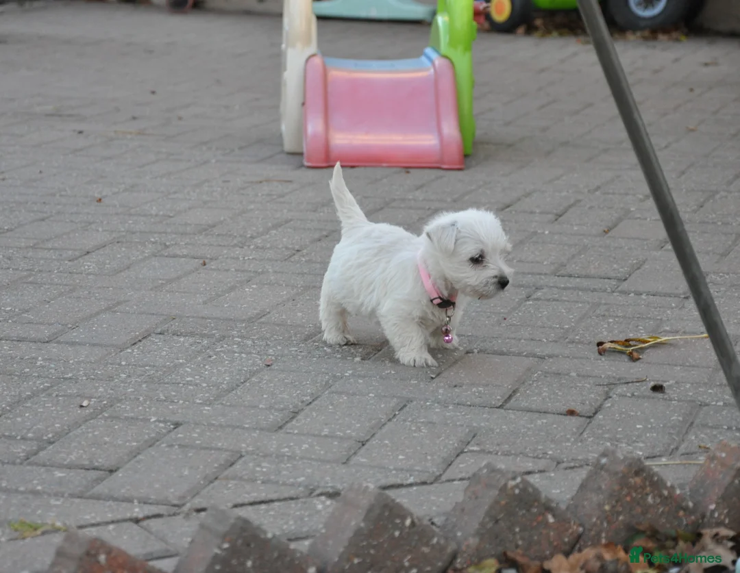 West Highland Terrier dogs for sale: West Highland terrier Puppies - Advert 2