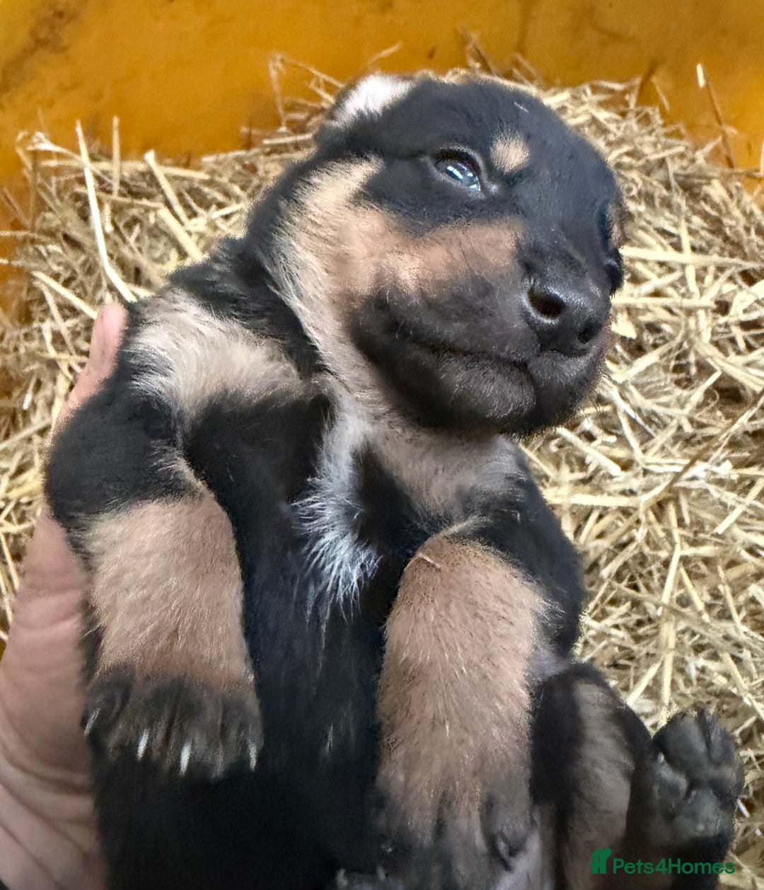 Mixed Breed dogs for sale: kelpie/blue heelers - Advert 12