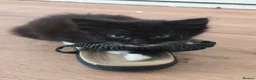 Mixed Breed cats for sale: Gorgeous little kittens - Advert 8