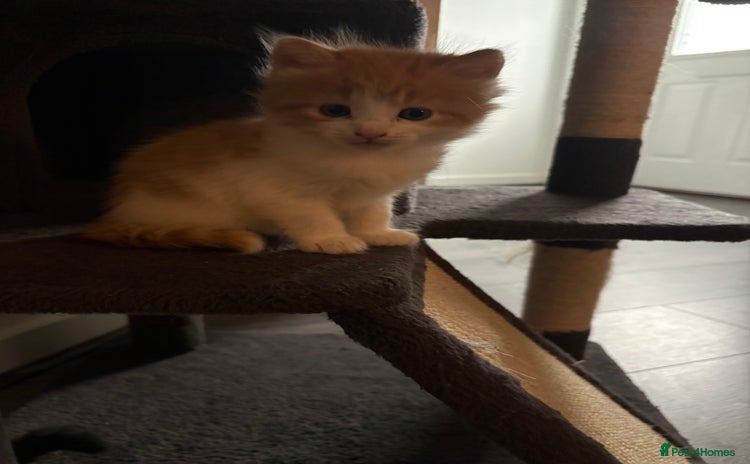 Maine Coon cats - Advert 8