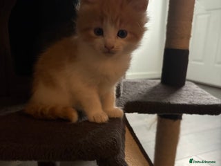 Maine Coon cats - Advert 6