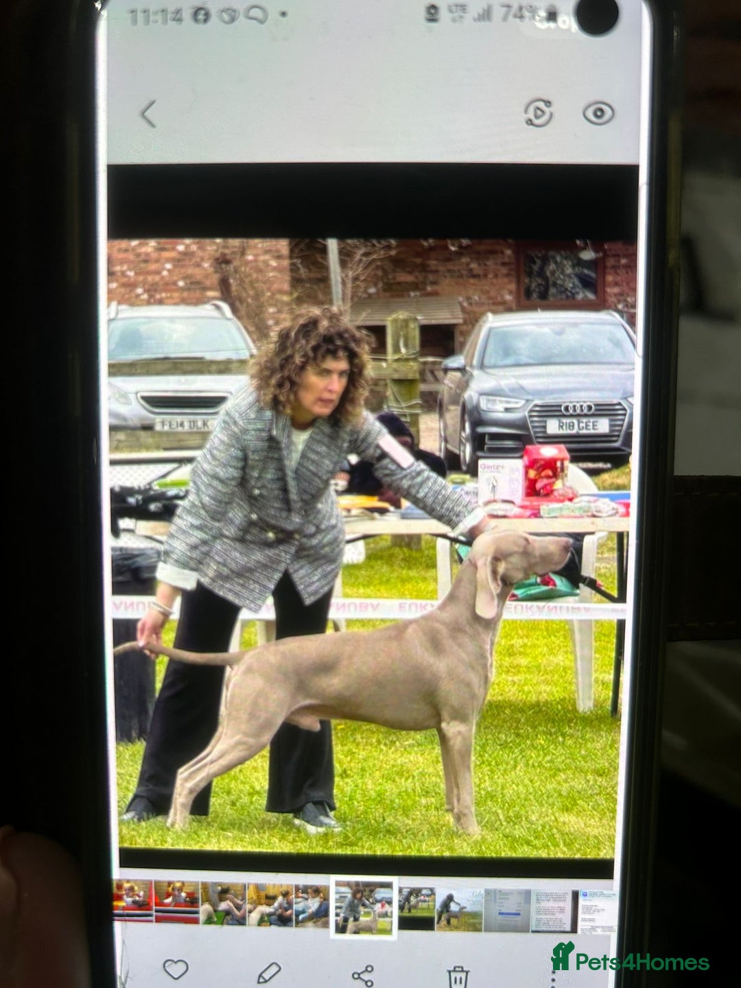 Weimaraner dogs for sale: Weimaraner KC Reg GUNALT CHAMPION BLOODLINE  - Advert 12