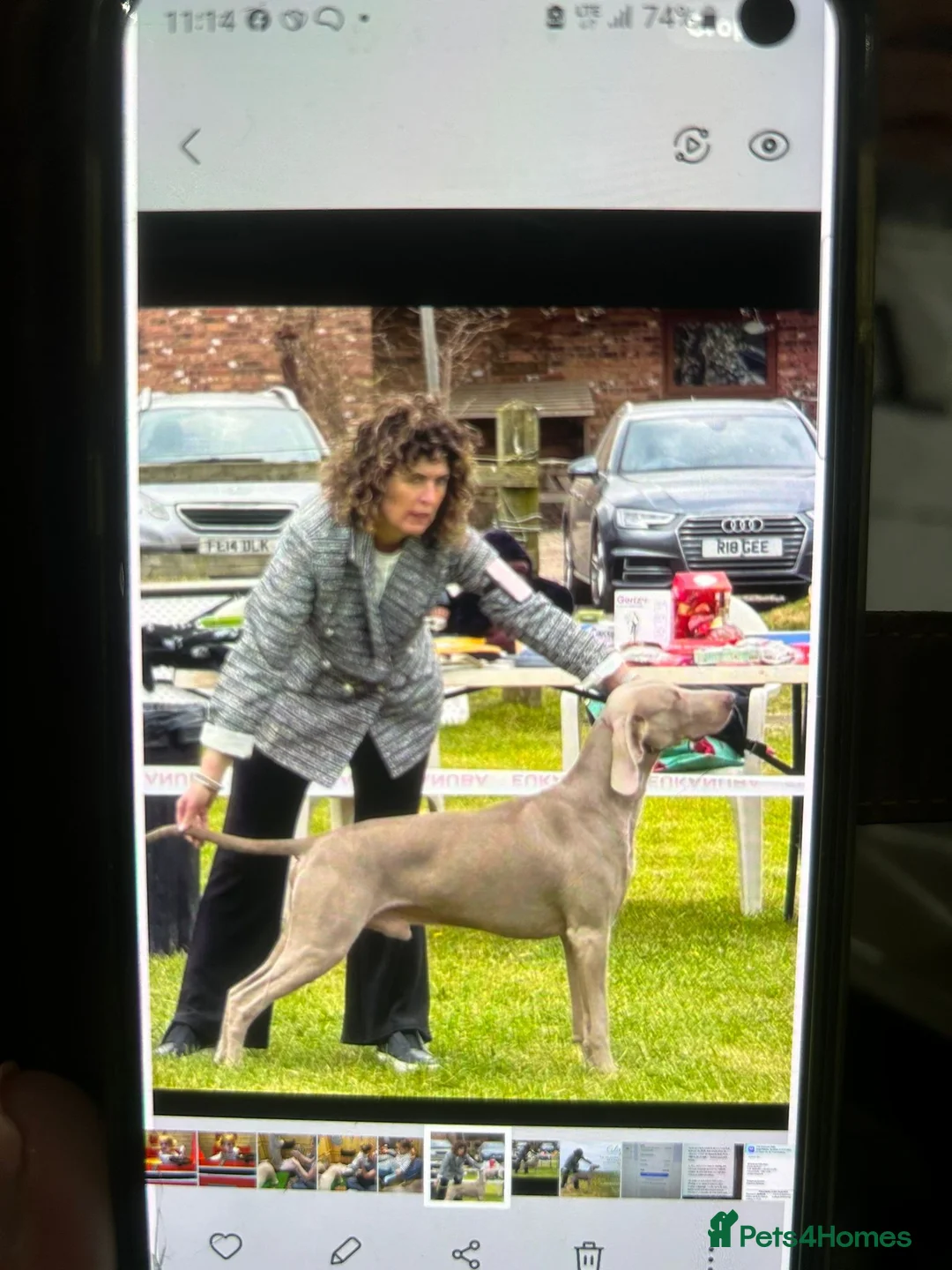 Weimaraner dogs for sale: Weimaraner KC Reg GUNALT CHAMPION BLOODLINE  - Advert 12