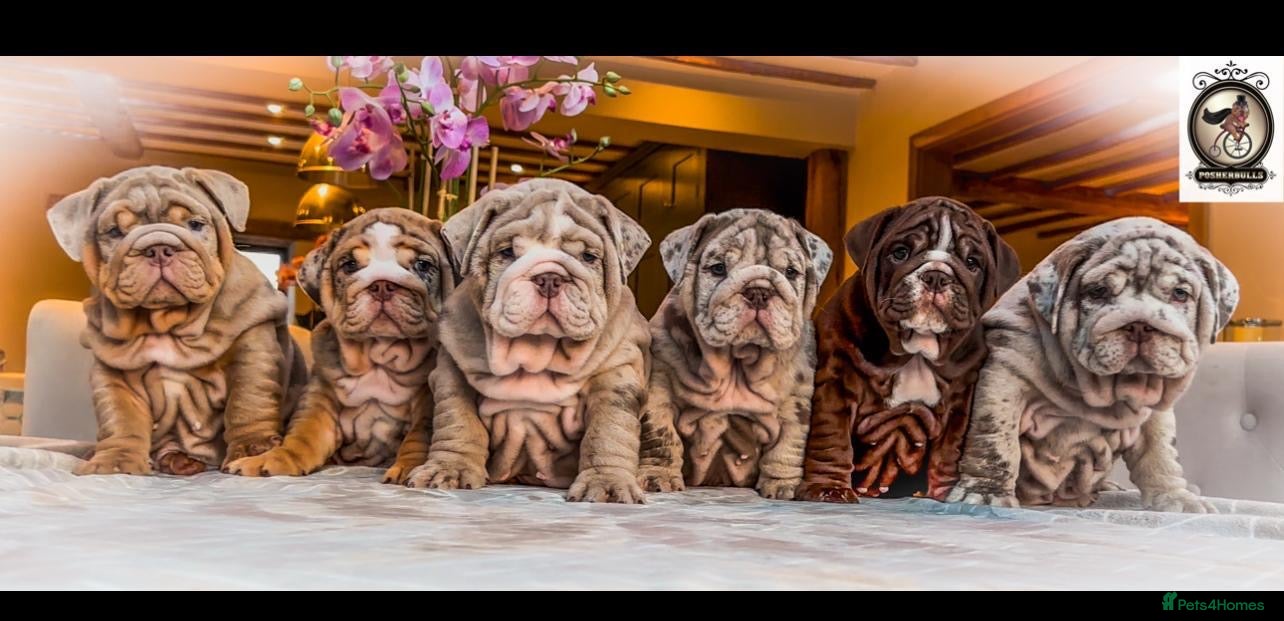 English Bulldog dogs 🔥 REPEAT BREEDING CONFIRMED 🔥  - Advert 1