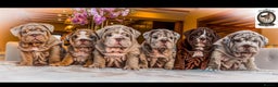 English Bulldog dogs for sale: 🔥 REPEAT BREEDING CONFIRMED 🔥  - Advert 1
