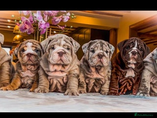 English Bulldog dogs 🔥 REPEAT BREEDING CONFIRMED 🔥 - Advert 3