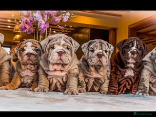 English Bulldog dogs 🔥 REPEAT BREEDING CONFIRMED 🔥 - Advert 13