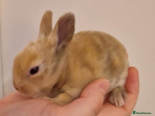 Lionhead rabbits Purebred Lionhead babies - Advert 11