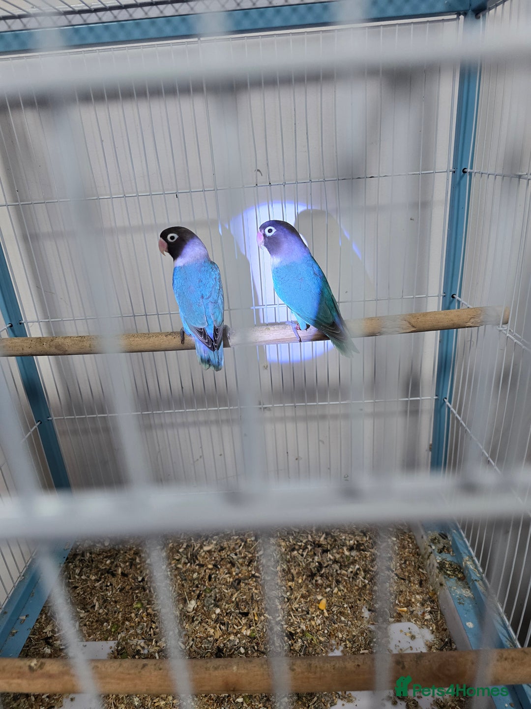 Lovebirds birds for sale: Love birds - Advert 4