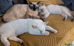 Ragdoll cats for sale: 💛*GCCF Registered *💛Pedigree Ragdoll kittens - Image 27