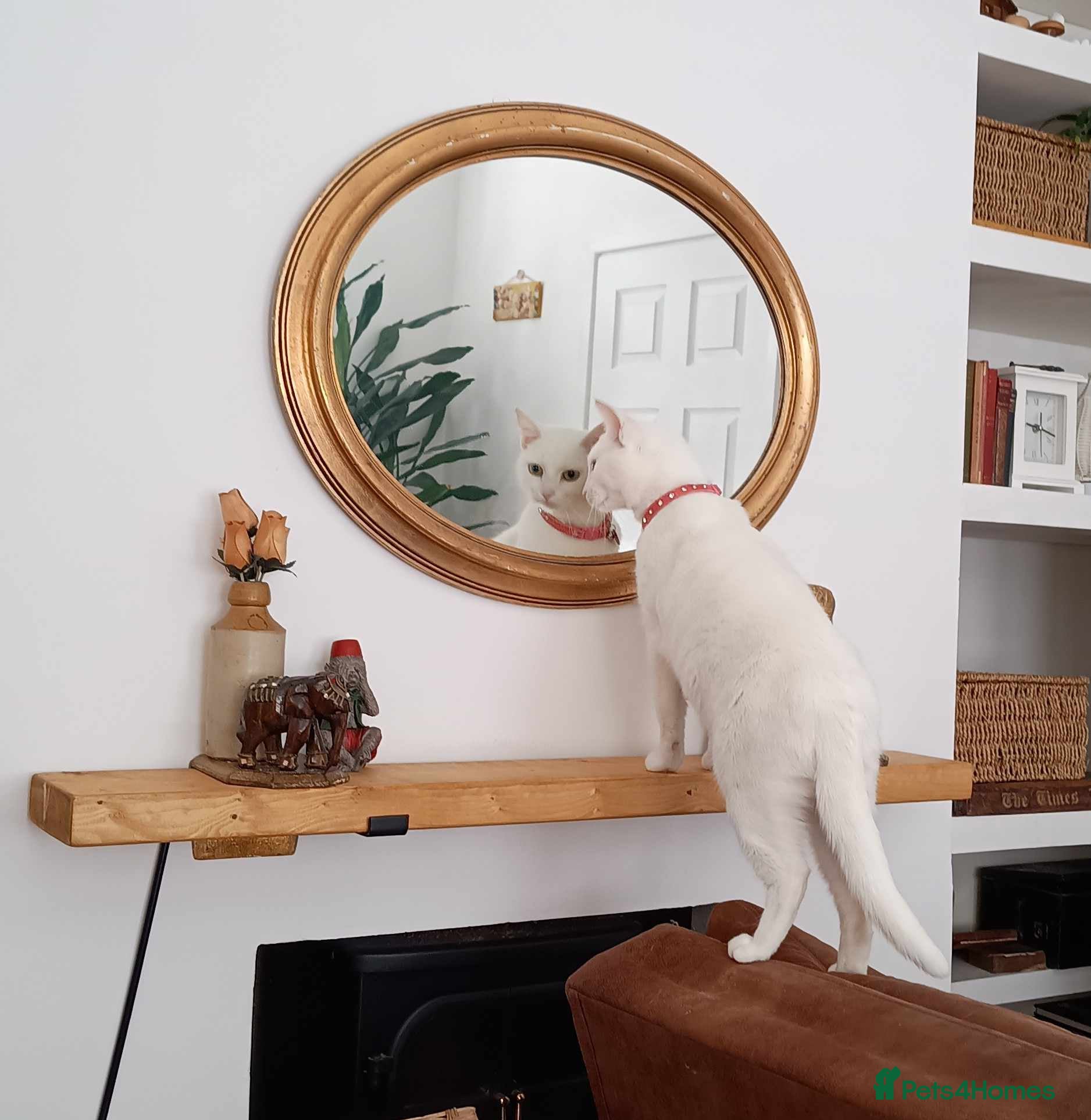 British Shorthair cats Bella 3 yr old female white cat - Advert 3