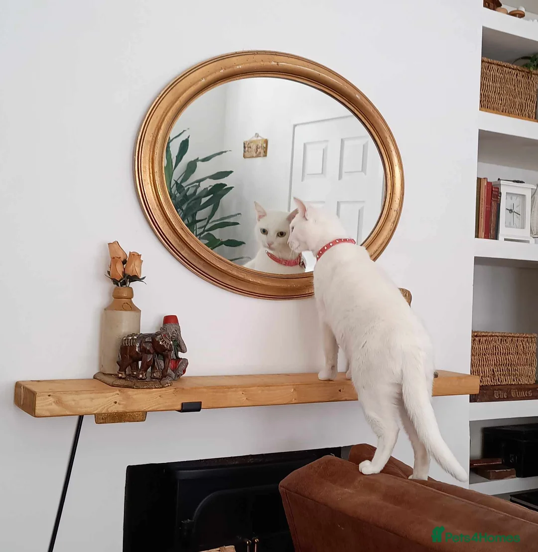 British Shorthair cats for sale: Bella 3 yr old female white cat in Southsea - Advert 1