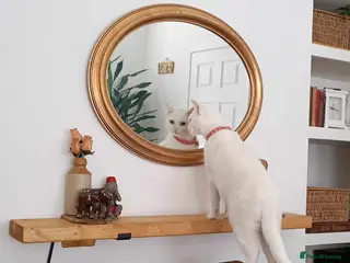 British Shorthair cats Bella 3 yr old female white cat - Advert 9