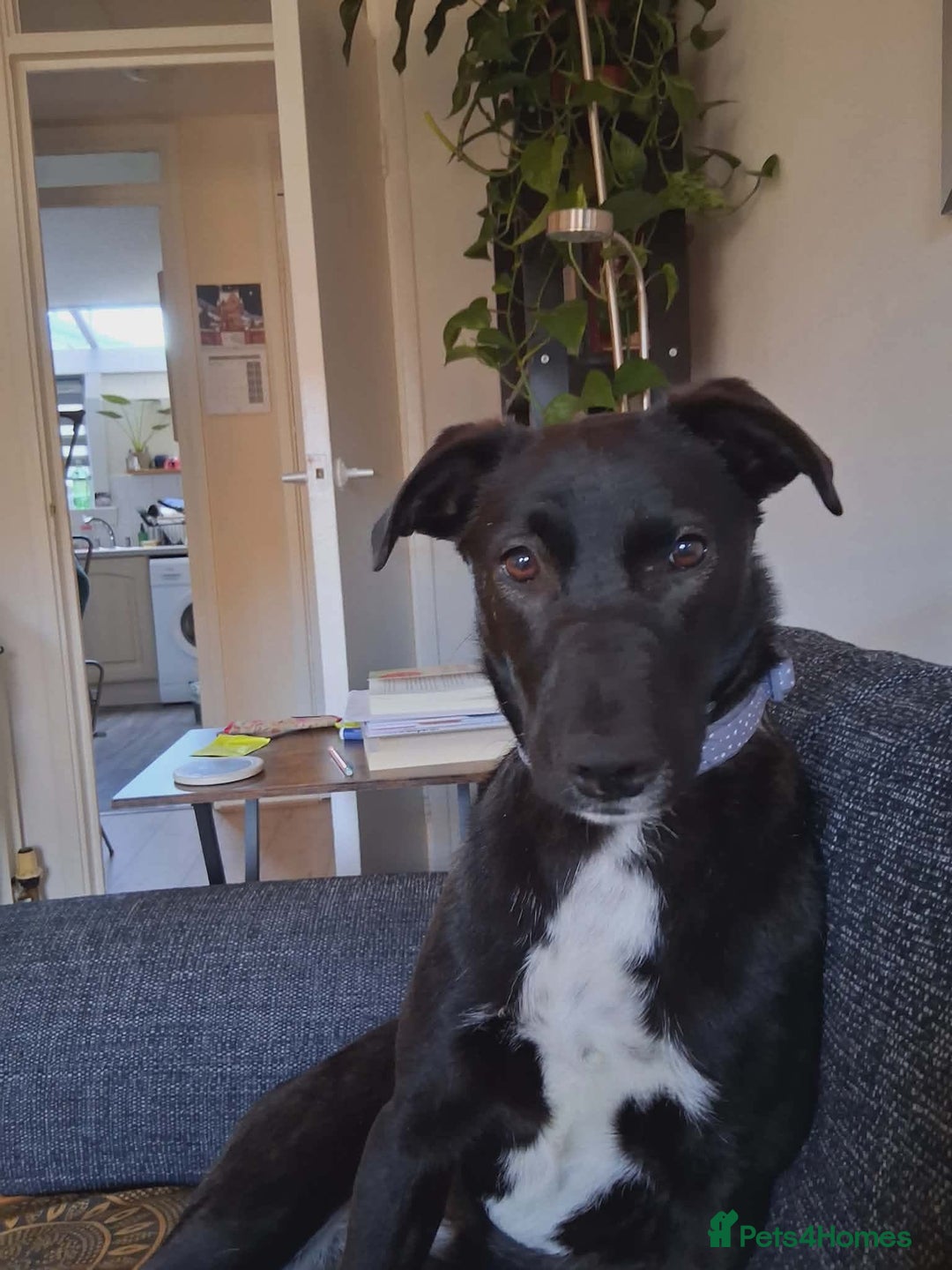 Mixed Breed dogs for adoption: 💕 Iza 💕  - Advert 3