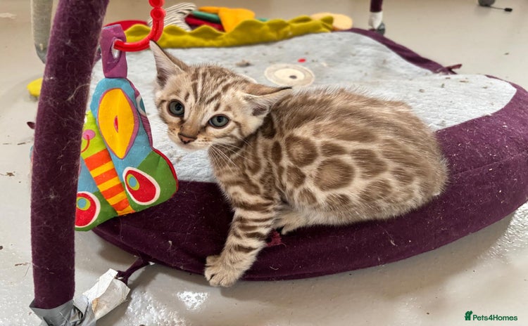 Bengal cats - Advert 1