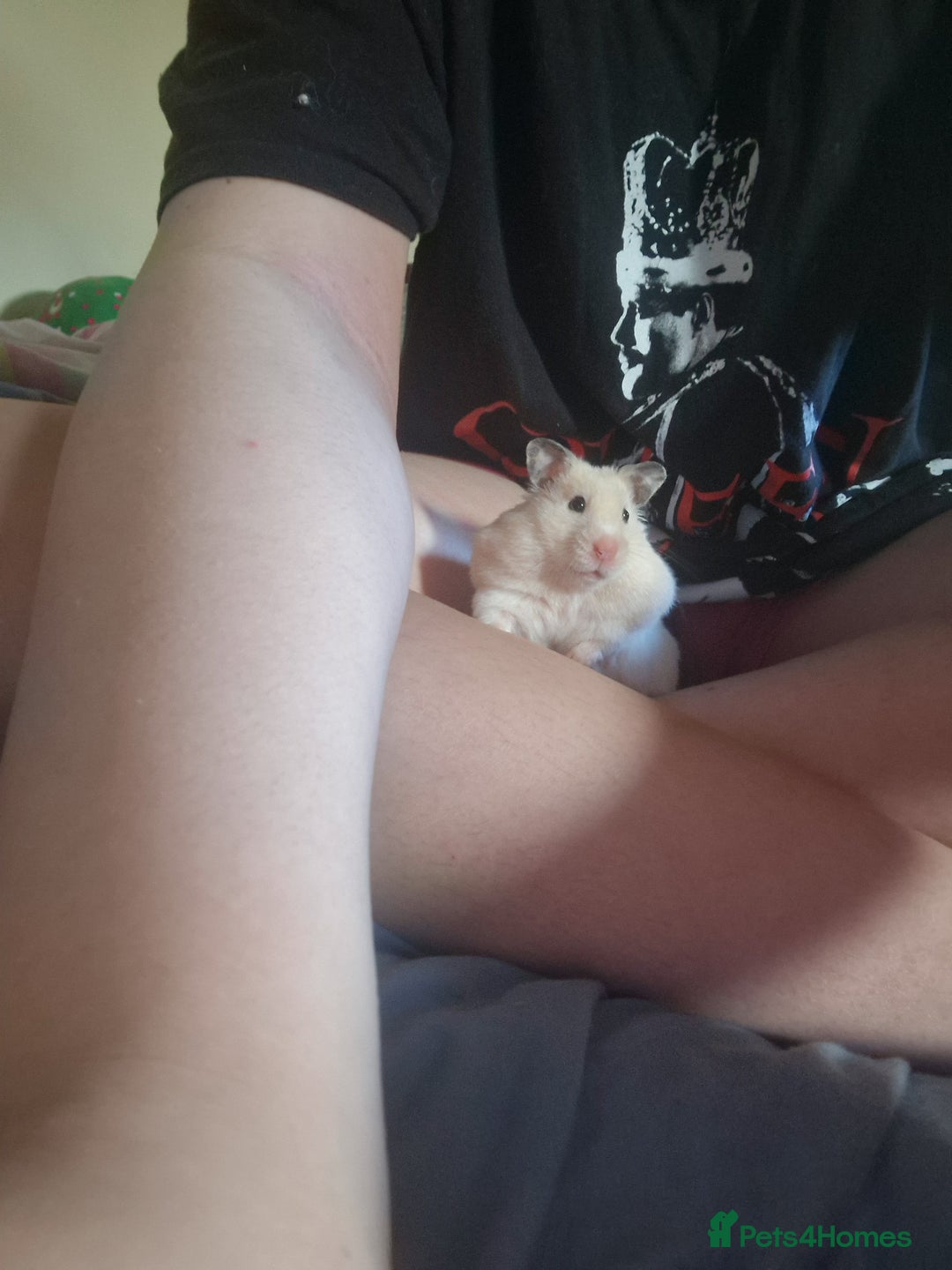 Hamster rodents for sale: The peach female is having babies soon!  - Advert 7
