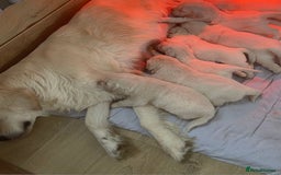 Golden Retriever dogs for sale: Cream Golden Retriever - Image 6