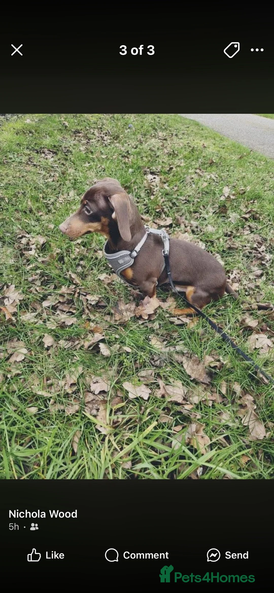 Dachshund dogs for sale: Beautiful Tanned Miniature Dachshund   in Gainsborough - Advert 5