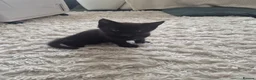 Mixed Breed cats for sale: 2 Boy Kittens in Mitcham - Advert 8