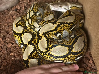 Python Snake reptiles 8 foot reticulated python - Advert 1