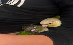Conures birds for sale: 6 weeks tamed babies conure for sale - Image 3
