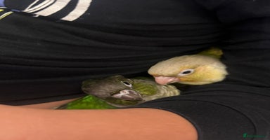 Conures birds - Advert 7