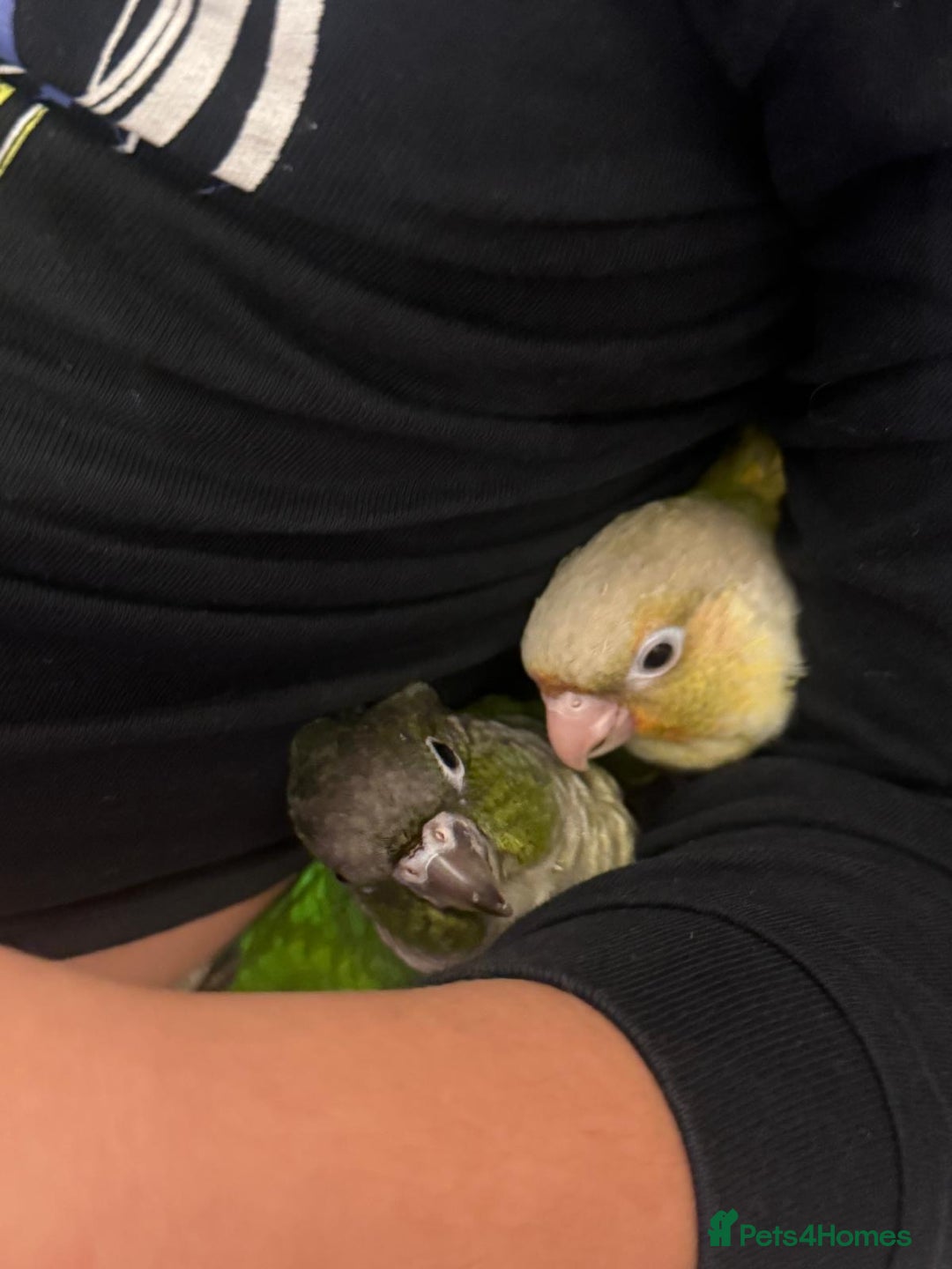 Conures birds for sale: 6 weeks tamed babies conure for sale - Image 3