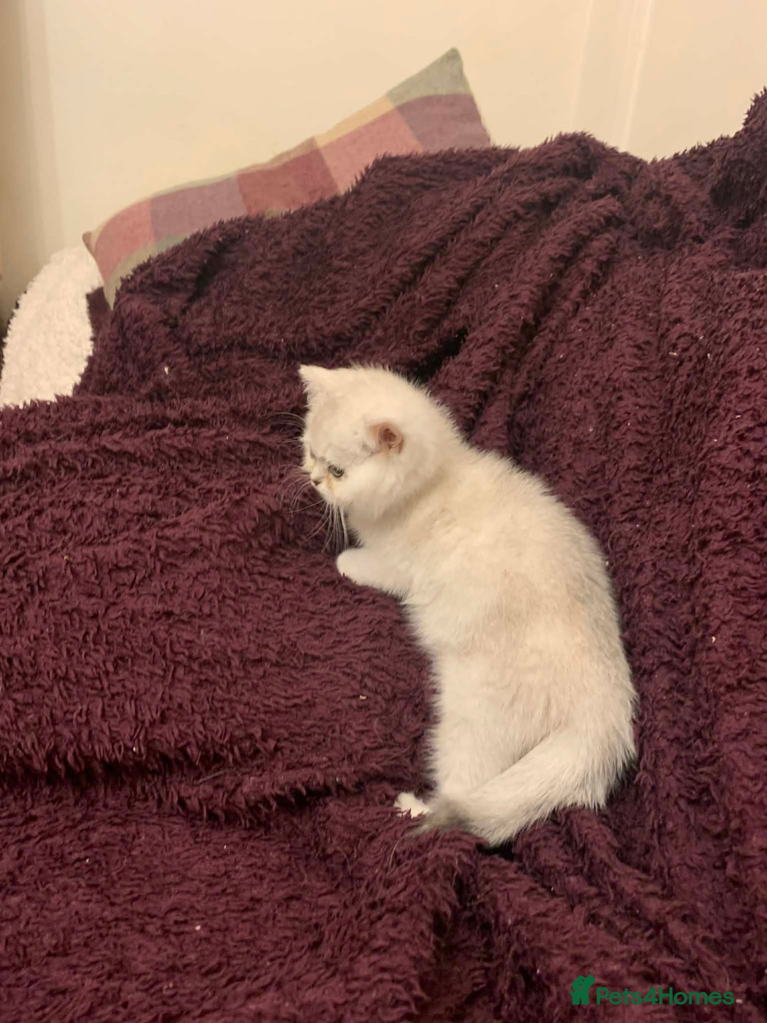 British Shorthair cats for sale: BSH Silver Shaded ( chinchilla) girl  - Advert 7