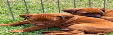 Rhodesian Ridgeback 2