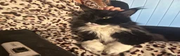 Maine Coon cats for sale: uther - male maine coon un-neutered  - Advert 21