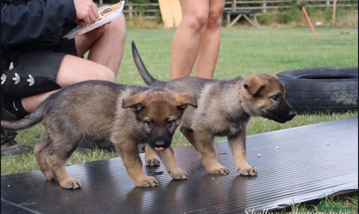 German Shepherd dogs KC registered German Shepard Female - Advert 2