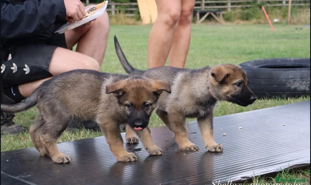 German Shepherd dogs for sale: KC registered German Shepard Female - Advert 2