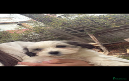 Havanese dogs for sale: Havanese - Image 10