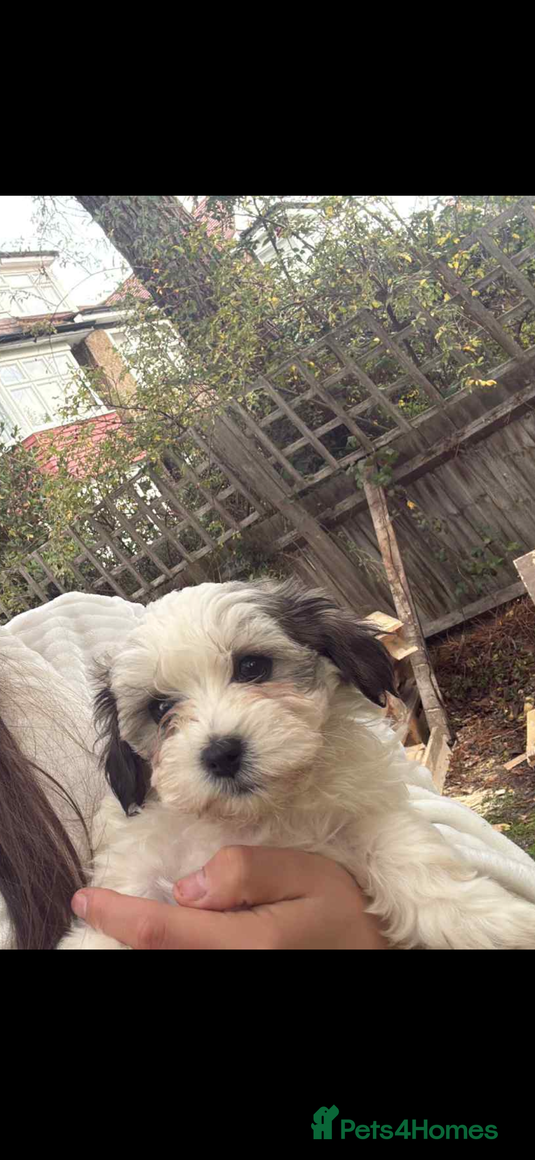 Havanese dogs for sale: Havanese - Image 10