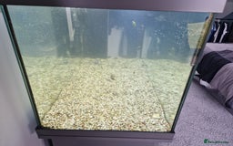 Fancy Goldfish fish for sale: Juwel Rio 180 Fish tank - Image 11