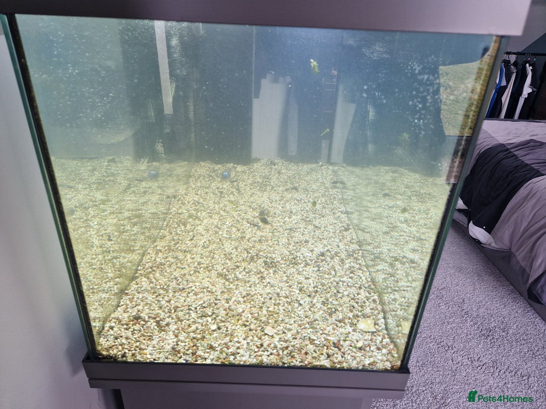 Fancy Goldfish fish for sale: Juwel Rio 180 Fish tank - Image 11