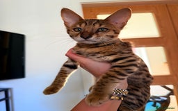 Savannah cats for sale: TICA Reg F3 Savannah Female Kitten ONE LEFT - Image 16
