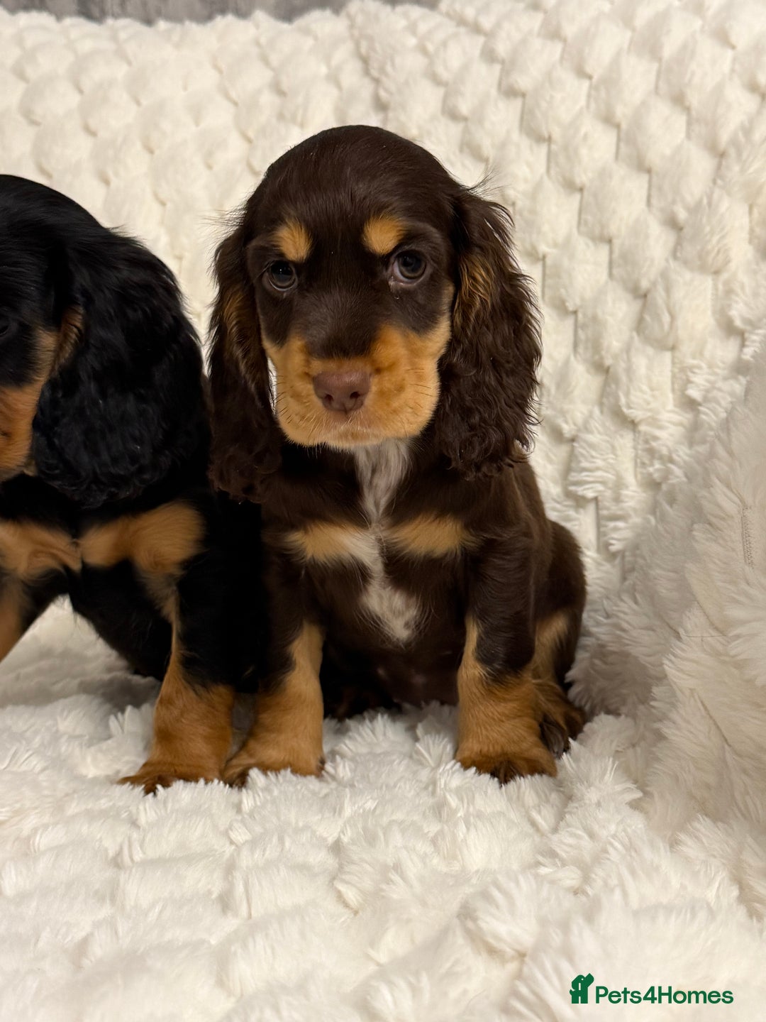 Cocker Spaniel dogs for sale: 🌟Show Cocker spaniel puppies🌟 - Advert 5