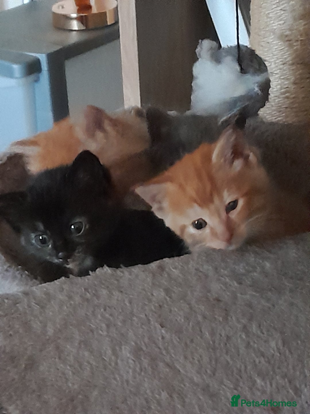 Maine Coon cats for sale: Maine coon kittens - Advert 5