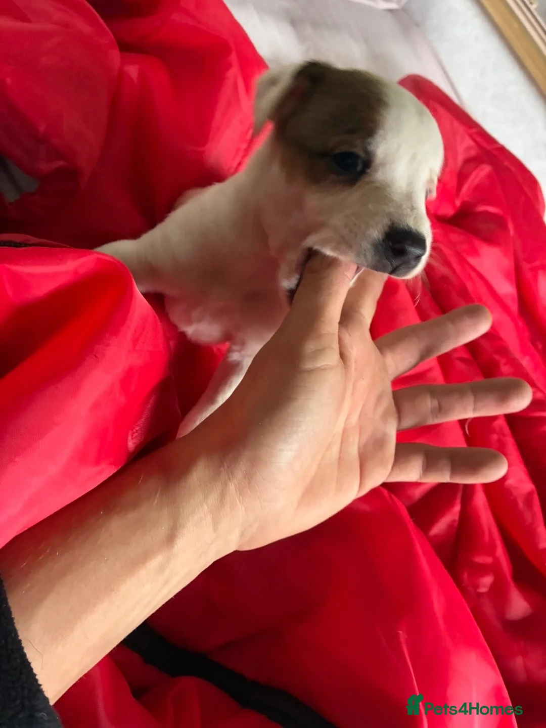 Jack Russell dogs for sale: Outstanding Jackrussle pups  in Caerphilly - Advert 2
