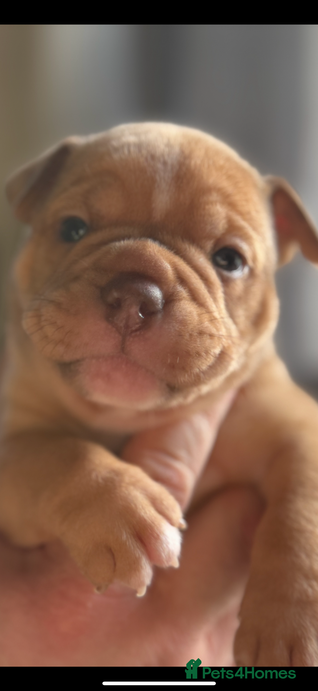Mixed Breed dogs for sale: Stunning English bulldog mix pocket bully  - Image 32