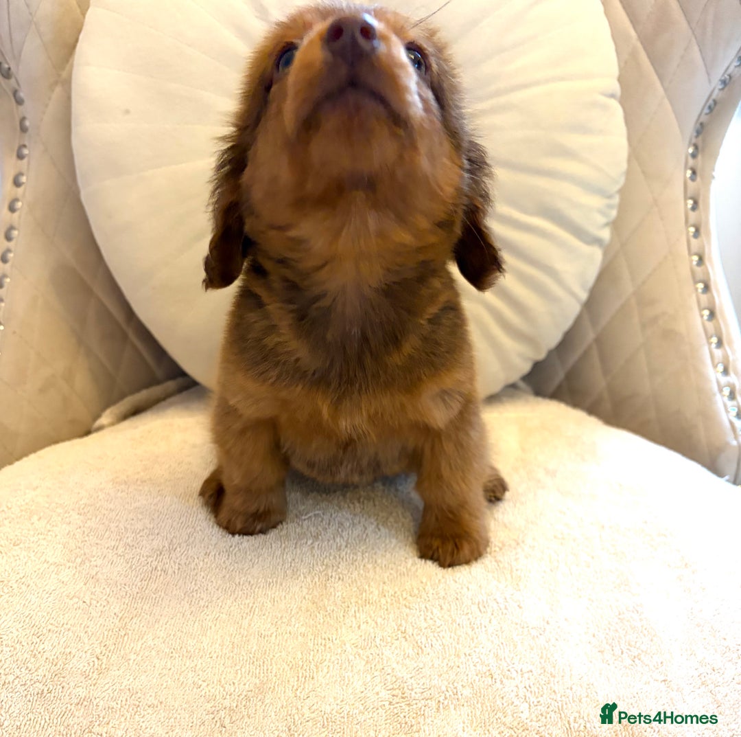 Miniature Dachshund dogs for sale: Dachshund puppy only 1 Boy still available  - Advert 19