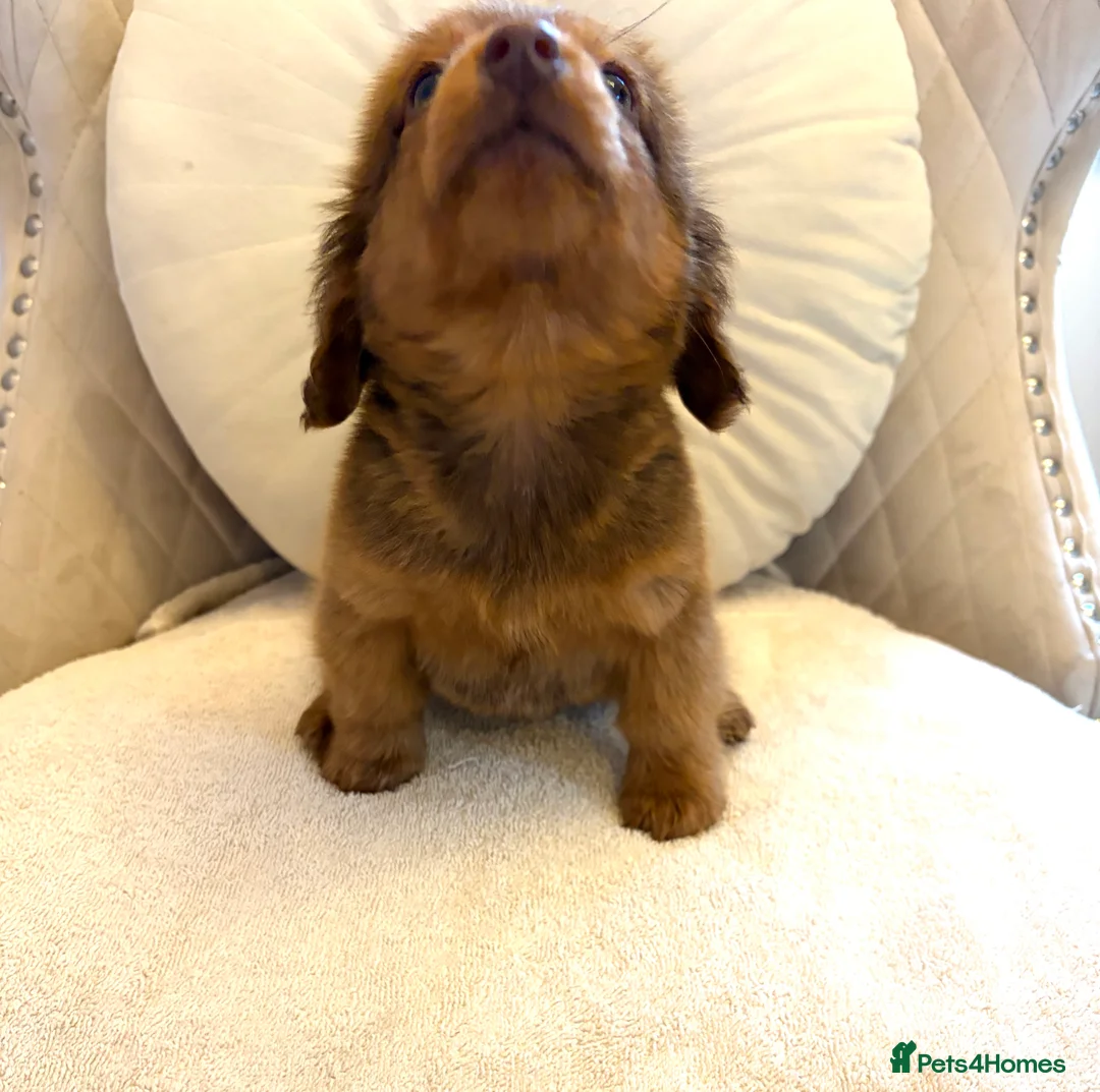 Miniature Dachshund dogs for sale: Dachshund puppy only 1 Boy still available  - Advert 19
