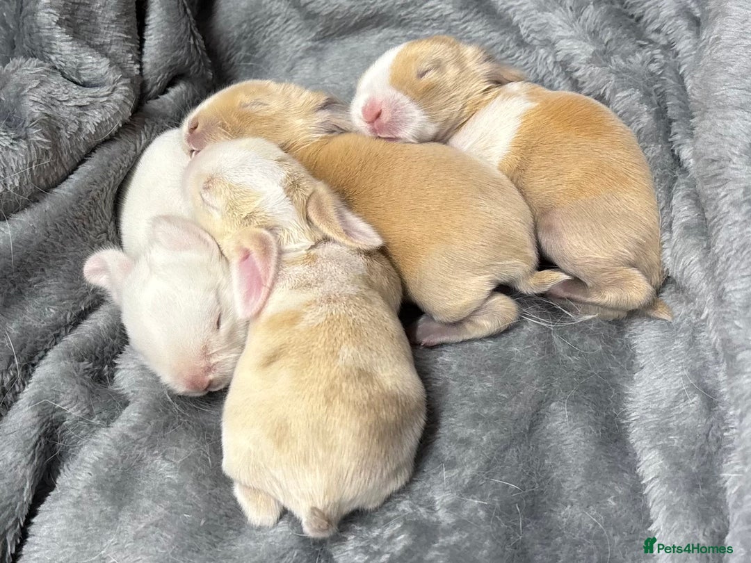 Mini Lop rabbits for sale: 4 beautiful mini lop babies - Image 6