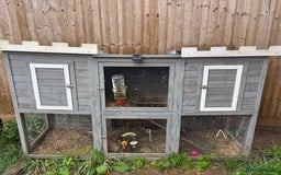 English Lop rabbits for sale: Female rabbit with hutch  in Swindon - Image 2