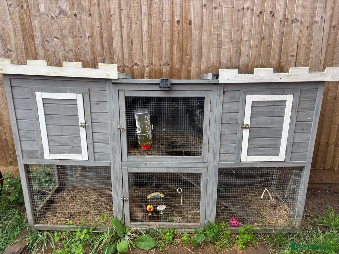 English Lop rabbits for sale: Female rabbit with hutch  in Swindon - Image 2